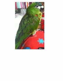 Lost Macaw