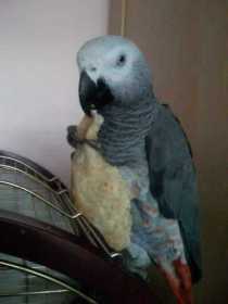 Lost African Grey