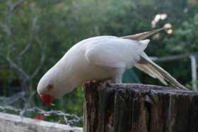 Lost Indian Ringneck Parakeet