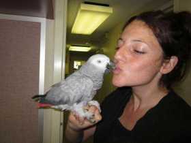 Lost African Grey