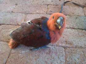 Lost Eclectus