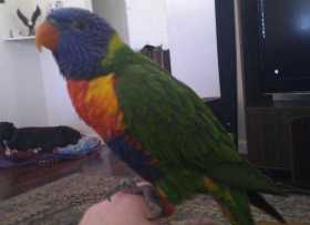 Lost Lory / Lorikeet