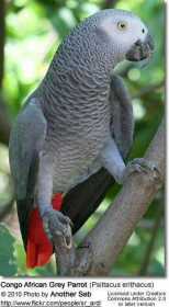 Lost African Grey
