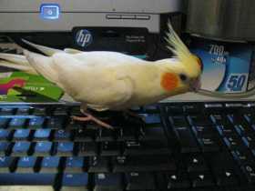 Lost Cockatiel