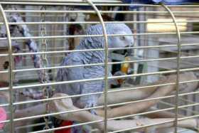 Lost African Grey
