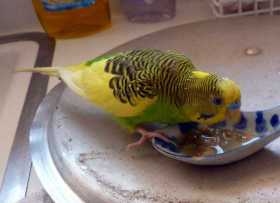 Lost Parakeet