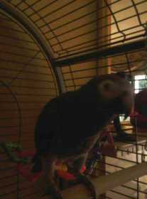 Lost African Grey