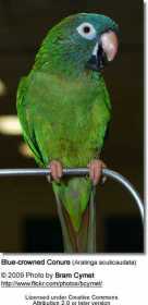 Lost Conure