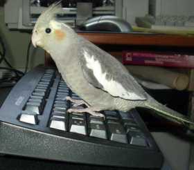 Lost Cockatiel
