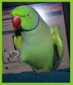 Lost Indian Ringneck Parakeet