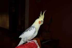 Lost Cockatiel