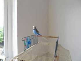 Lost Budgerigar