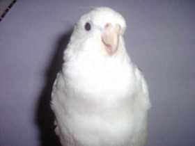 Lost Cockatiel