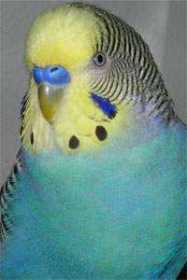 Lost Budgerigar