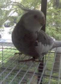 Lost Cockatiel