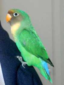 Lost Lovebird