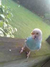 Lost Parakeet