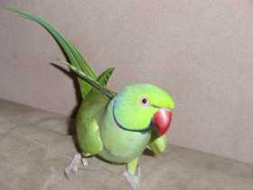 Lost Indian Ringneck Parakeet