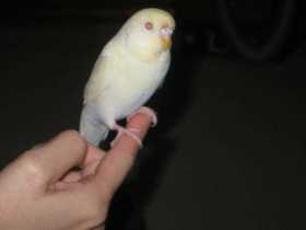 Lost Budgerigar