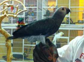 Lost African Grey