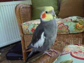 Lost Cockatiel