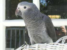Lost African Grey