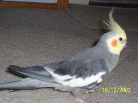 Lost Cockatiel