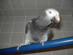 Lost African Grey