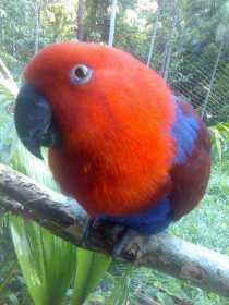 Lost Eclectus