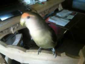 Lost Lovebird