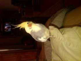 Lost Cockatiel