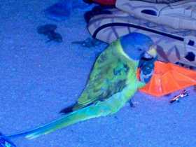 Lost Parakeet