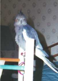 Lost Cockatiel
