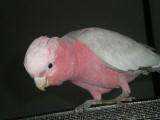 Lost Galah Cockatoo