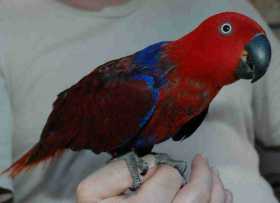 Lost Eclectus