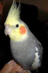 Lost Cockatiel