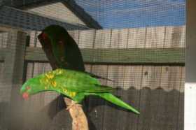 Lost Lory / Lorikeet