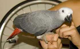 Lost African Grey