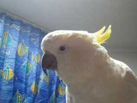 Lost Cockatoo