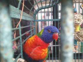 Lost Lory / Lorikeet