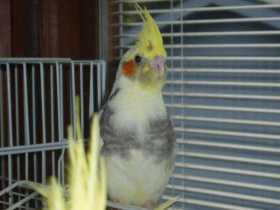 Lost Cockatiel