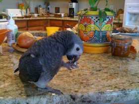 Lost African Grey