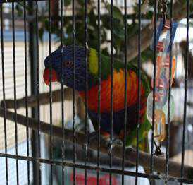 Lost Lory / Lorikeet