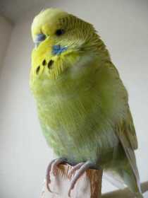 Lost Budgerigar