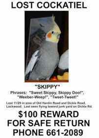 Lost Cockatiel