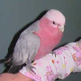 Lost Galah Cockatoo