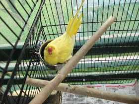 Lost Indian Ringneck Parakeet