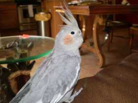 Lost Cockatiel