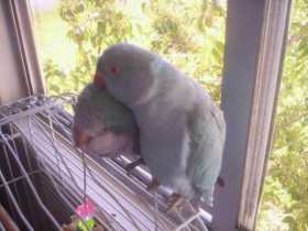 Lost Indian Ringneck Parakeet