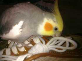 Lost Cockatiel